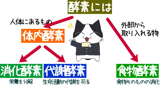 酵素は、食生活から取り入れる食物酵素と体内にある体内酵素とに大きく分類されます。体内にある体内酵素は、消化酵素と代謝酵素に分けられ、相互関係にあります。