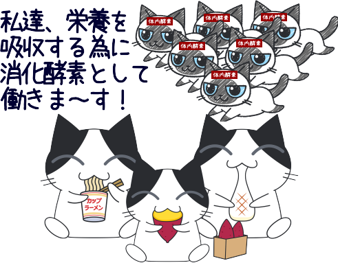 栄養の吸収を優先して酵素を消費するので、消化酵素を消費しすぎると、代謝酵素が不足します。2